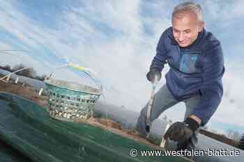Zum Osterfest gibt's den ersten heimischen Spargel