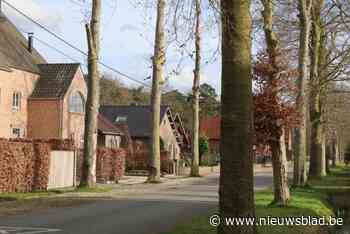 Geen Beukenlaan zonder beuken: bewoners tekenen petitie tegen kap van 72 bomen