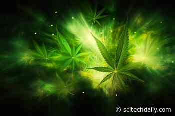 Cannabis Consumption and Compulsive Eating: What’s the Link?