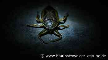 Vorsicht, bissig: Riesenwanze auf Mittelmeerinsel entdeckt