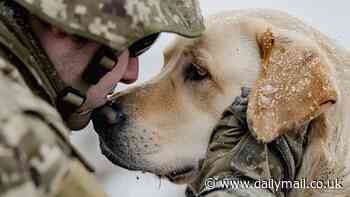 Dogs can detect onset of PTSD flashbacks in BREATH with over 70% accuracy, study shows