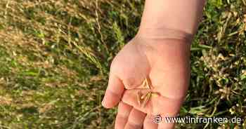 Hafer bei Verbrauchern gefragt - bei Landwirten unbeliebt