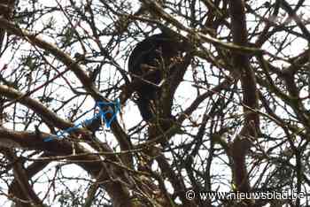 Buren bezorgd om kattin Floor die al veertig uur vastzit in torenhoge naaldboom