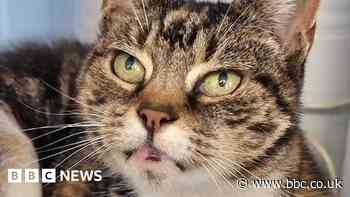Horror as rescue cat found decapitated