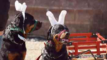 Kate's 5 fun things to do in and around Waterloo region: March 29 to 31