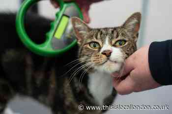 Battersea Dogs and Cats Home weighs in on microchipping reform 