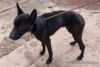 Ondervoede honden in beslag genomen: “Beelden spreken voor zich”