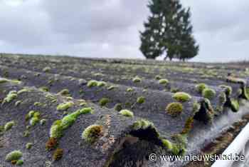 Artificiële intelligentie spoort daken met asbest op: al 1.000 inwoners op de hoogte gebracht