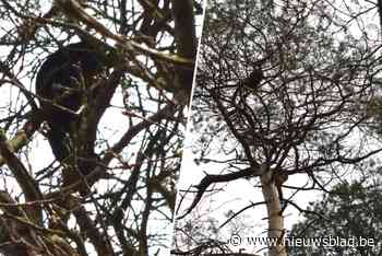 Buren bezorgd om kattin Floor die al twee dagen vastzit in torenhoge naaldboom
