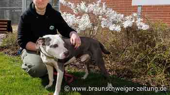 Tierheim Braunschweig: Diese Tiere sind schwer zu vermitteln