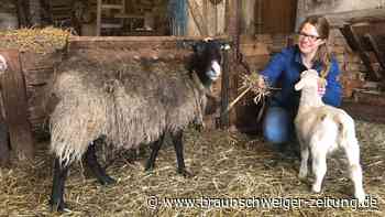 Voigtholzer Biobauer: Freude über Lämmer, Angst vorm Wolf
