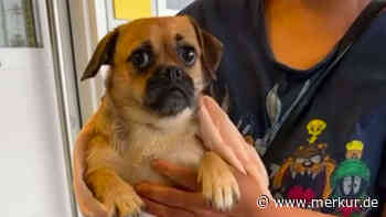 Tränen und Herzschmerz: Hund versteht sofort, dass er ins Tierheim gebracht wird