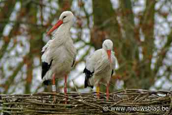 Historisch: Voor het eerst in honderd jaar broedt ooievaarskoppel wellicht op eieren: “Kans is groot dat het prijs is”