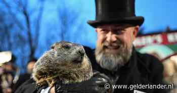 Bosmarmot die het weer kan voorspellen is vader geworden: ‘We zijn compleet verrast’