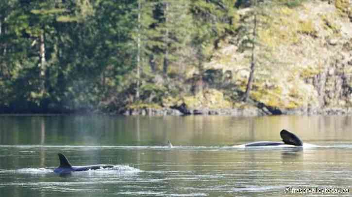 Fisheries officials monitoring orphaned orca calf in lagoon off Vancouver Island