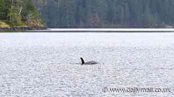 Heartbreaking footage of baby orca refusing to leave lagoon where its mother died is captured off Vancouver Island coast - as rescues scramble to save the young whale's life