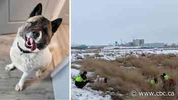 Hero the dog lives up to his name and leads rescuers to owner who spent 2 days in a ditch