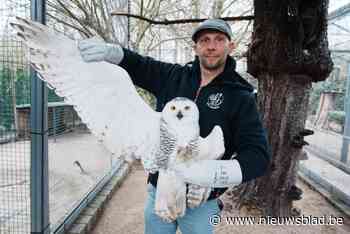 Vogelverzorger Nick ziet ze al 40 jaar vliegen: “Soms krijg ik duizend zieke of gewonde dieren binnen … per maand”