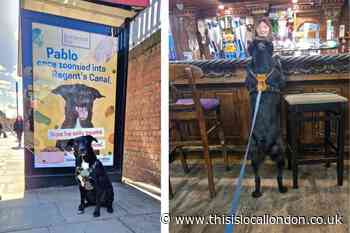 Instagram famous north London dog Pablo is star of new book