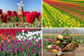 Tulleys Farm Crawley to open tulip field this Easter
