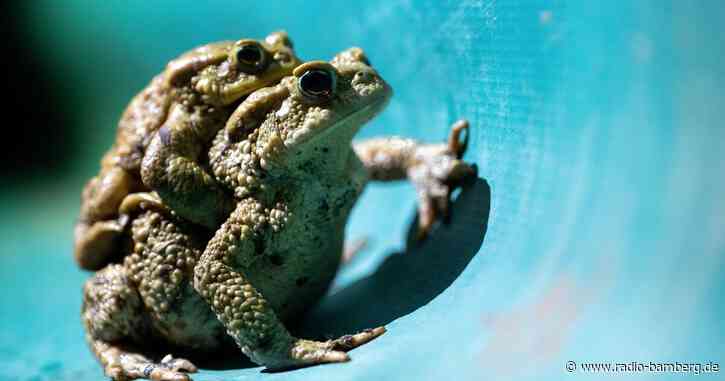 Amphibien: Helfer unterstützen beim Überqueren der Straße