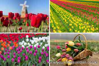 Tulleys Farm Crawley to open tulip field this Easter