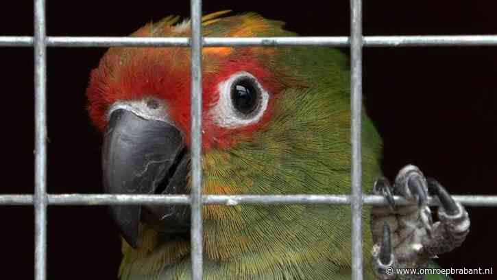 Honderden vogels in beslag genomen bij handelaren