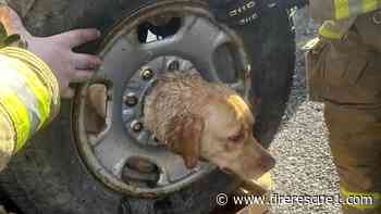 Watch: N.J. firefighters use plasma cutters to free dog stuck in spare tire