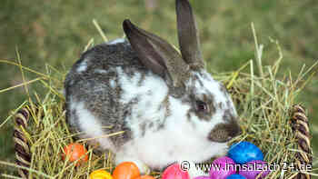 Waldkraiburger Wochenschau: Rettung für den Osterhasen
