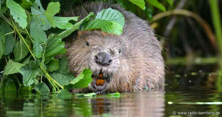 Feuerwehr befreit Biber aus zwei Meter tiefem Schacht