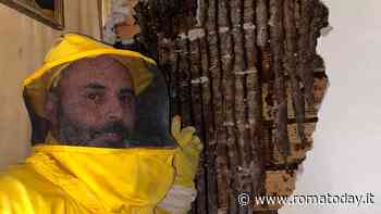 A Roma scoperto un nido con 60mila api dentro un'intercapedine. Erano lì da cinque anni