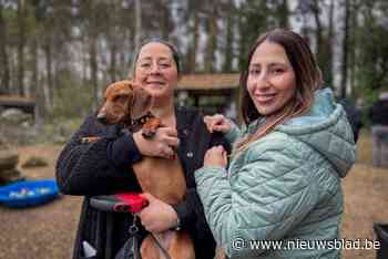 Opmerkelijke paasactie in Beringen: honden mogen er eitjes rapen, maar die zijn niet van chocolade