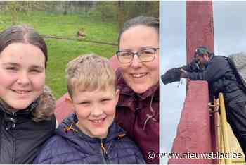 “Nestor is een prachtig beest”: leeuwenspotters drummen voor nieuwe koning Bellewaerde