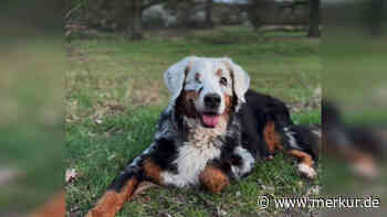 Hundefell von Fanny färbt sich plötzlich weiß – welcher Gendefekt verantwortlich ist