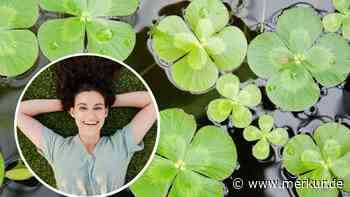 „Mia san mia“: Warum in Bayern tendenziell die glücklicheren Menschen leben