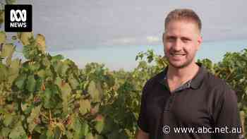 Grape grower looks to Italian niche varieties as oversupply sends prices tumbling