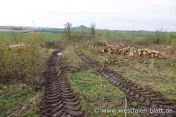 Warum sind so viele Bäume im Weißholz in Lütgeneder gefällt worden?