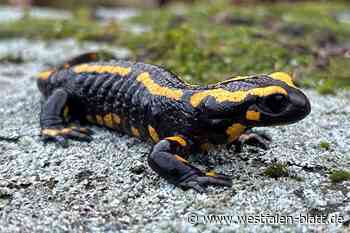 Gewässerschauen: Auf Tuchfühlung mit Feuersalamandern im Nagelsbach