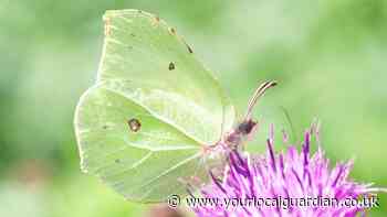 Woodland Trust warning of CO2 global warming on wildlife