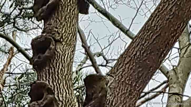 Wat zijn de vergroeiingen op deze boom? Frans weet het niet zeker