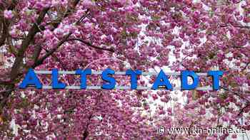 Bonn: Kirschblüte in der Altstadt lockt Schaulustige an
