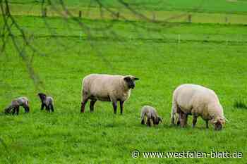 Zu Ostern tollen die Lämmer auf den Bünder Wiesen umher