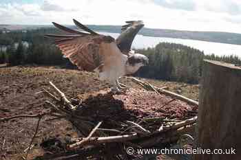 First ospreys return to Kielder and take up nesting positions