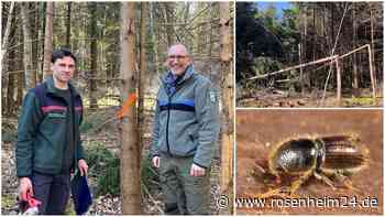 Tickende Zeitbomben unter der Rinde: Droht ein großflächiges Waldsterben im Landkreis?
