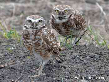 Opinion: Survey suggests Saskatchewan wants native prairies to thrive