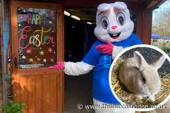 Easter Sunday at Hopefield Animal Sanctuary in Brentwood
