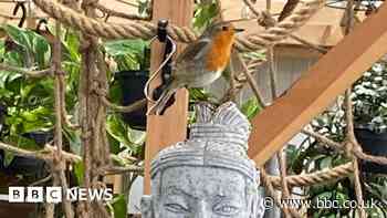 Robin sings to garden centre customers every day