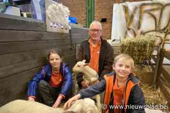 Massa volk voor ‘lammetjeskijkdag’ in Oppuurs