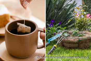 Gardening tea trick that can help grass grow and deter slugs