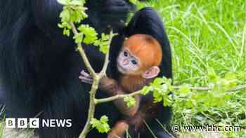 Birth of endangered monkey a sign of hope - zoo